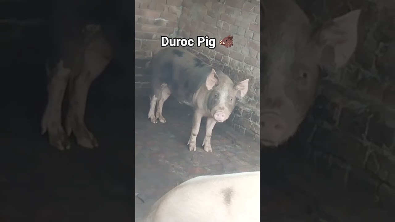 AmitPigFarm Duroc Pig Boar 🐗🥰🌸