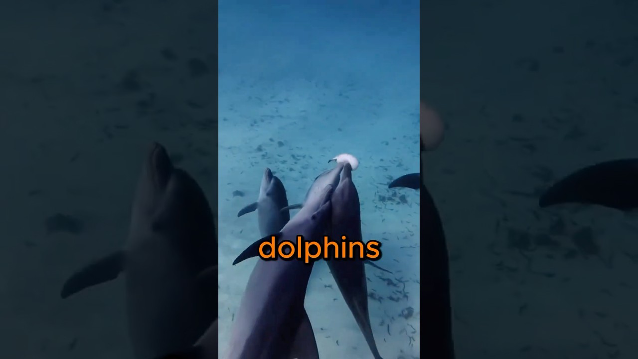 This Dolphin Did It On PURPOSE!