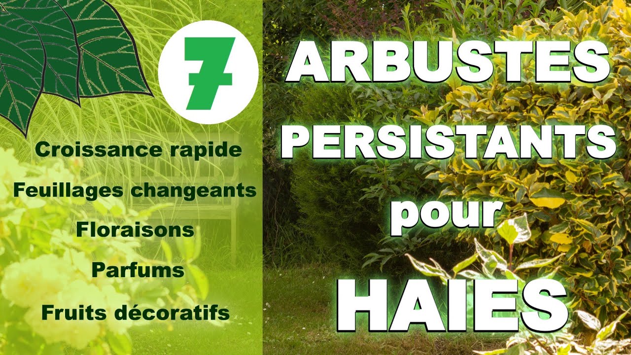 Arbustes persistants pour haie : [Croissance rapide, floraison, parfum, fruits...]