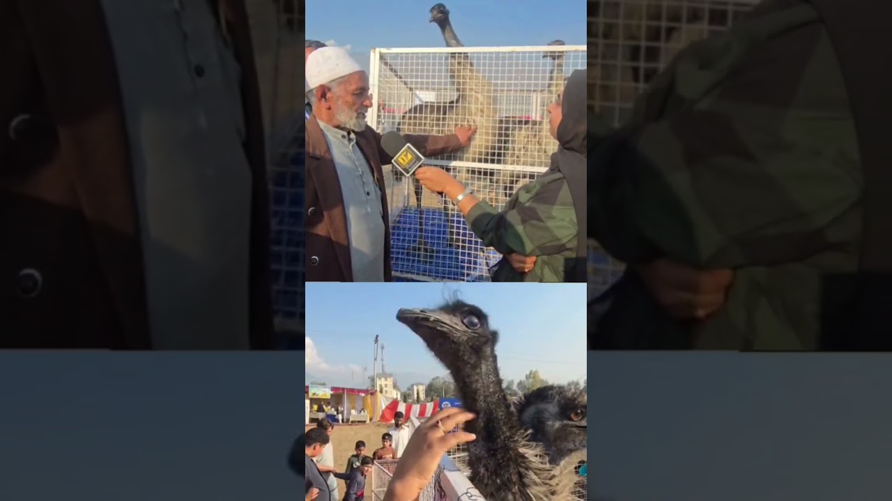 84 and still young , meet Gulam  Mohammad mir fond of expensive birds like Emu and Turkey