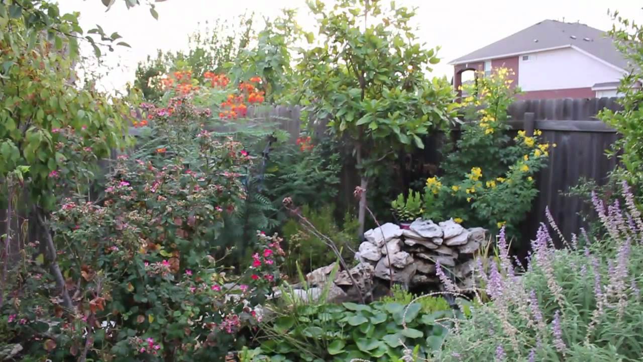 Lisa's Landscape and Design: Drought Tolerant Plants: Part 1