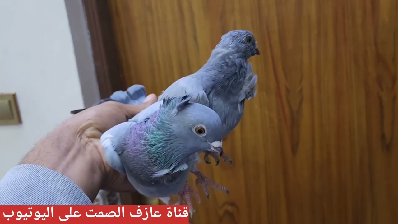 صيد 💪تخريج ✌️ضياع😡موت 😭اجتنه هديه حلوة🌹تفقيس 🐣تفاصيل بالمقطع تحبوها هواي🫶