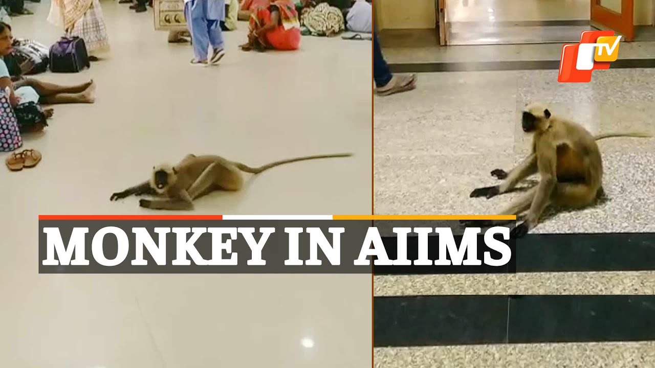Watch | Monkey Menace At Bhubaneswar AIIMS | OTV News