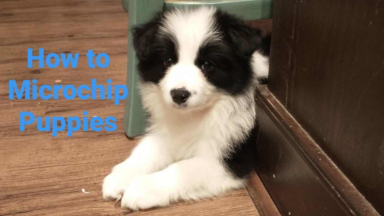 How to Microchip Puppies