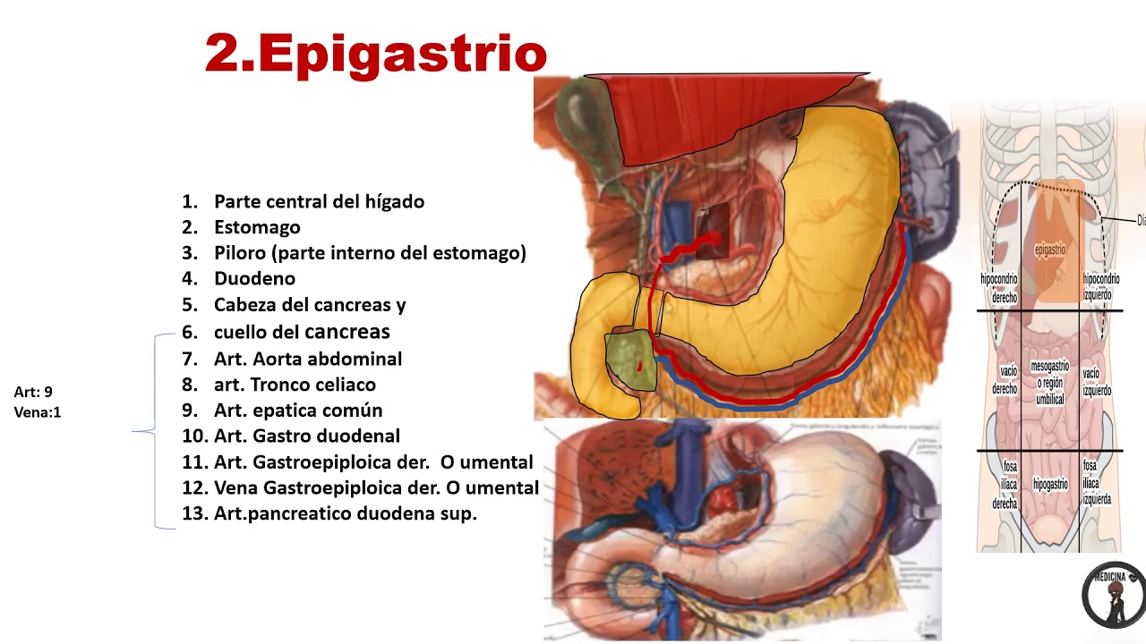 2sed ANATOMIA  tema :16 -CUADRANTES ABDOMINAL