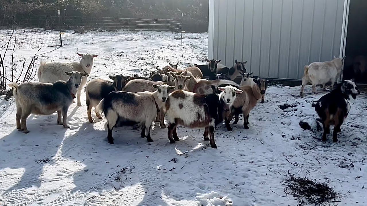 Would YOU Sell These Goats? | Hay Diet Changes & Arctic Blast Survival 🐐❄️