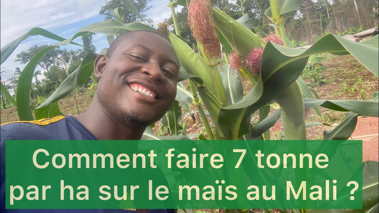 Culture du maïs au Mali 🇲🇱  : COMMENT PRODUIRE 7 TONNES DE maïs L'HECTARE AU MALI