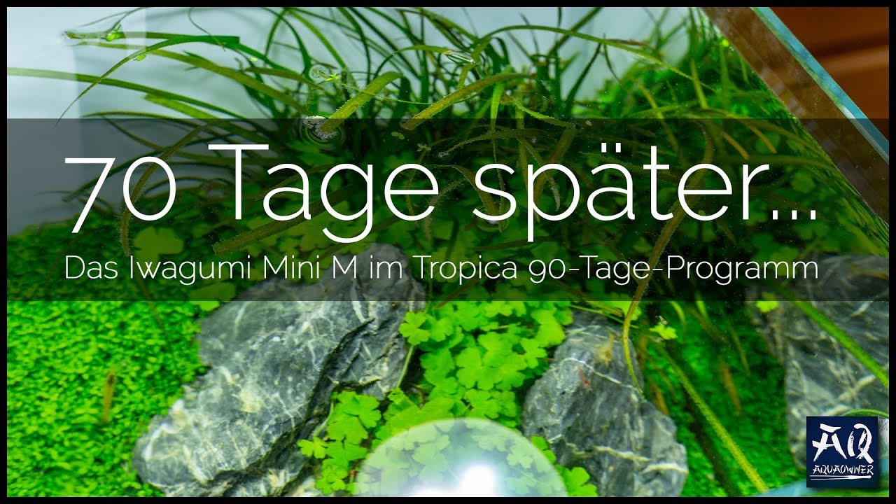 Stand nach 70 Tagen mit dem Tropica 90-Tage-Programm | AquaOwner