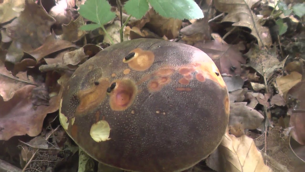 Boletus aereus y  Boletus aestivalis de julio de 2021