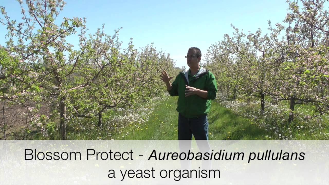 Biological Control of Fire Blight