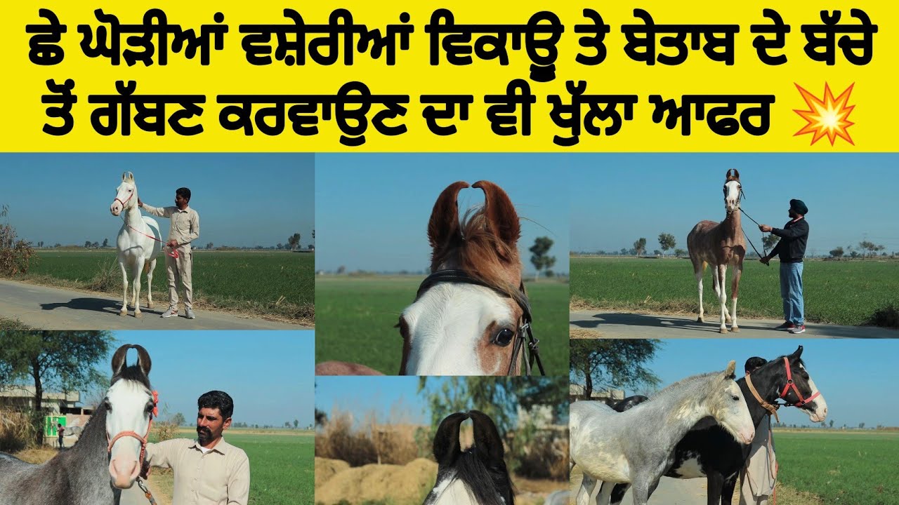 ਛੇ ਘੋੜੀਆਂ ਵਸ਼ੇਰੀਆਂ ਵਿਕਾਊ ਤੇ ਬੇਤਾਬ ਦੇ ਬੱਚੇ ਤੋਂ ਗੱਬਣ ਕਰਵਾਉਣ ਦਾ ਵੀ ਖੁੱਲਾ ਆਫਰ 💥