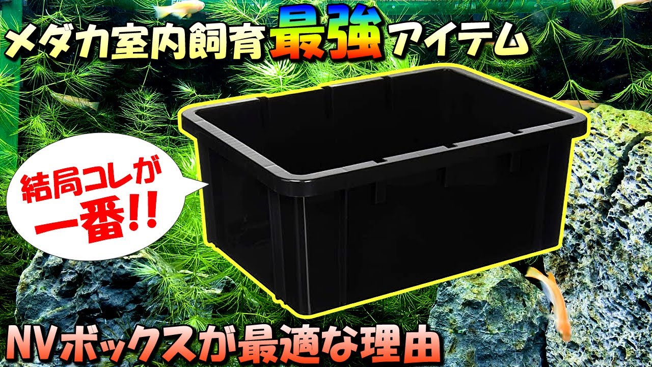 メダカ室内飼育にNVボックスがお勧め（最強）の理由【屋外・室内の両方で使える神アイテム！メリット多数！】