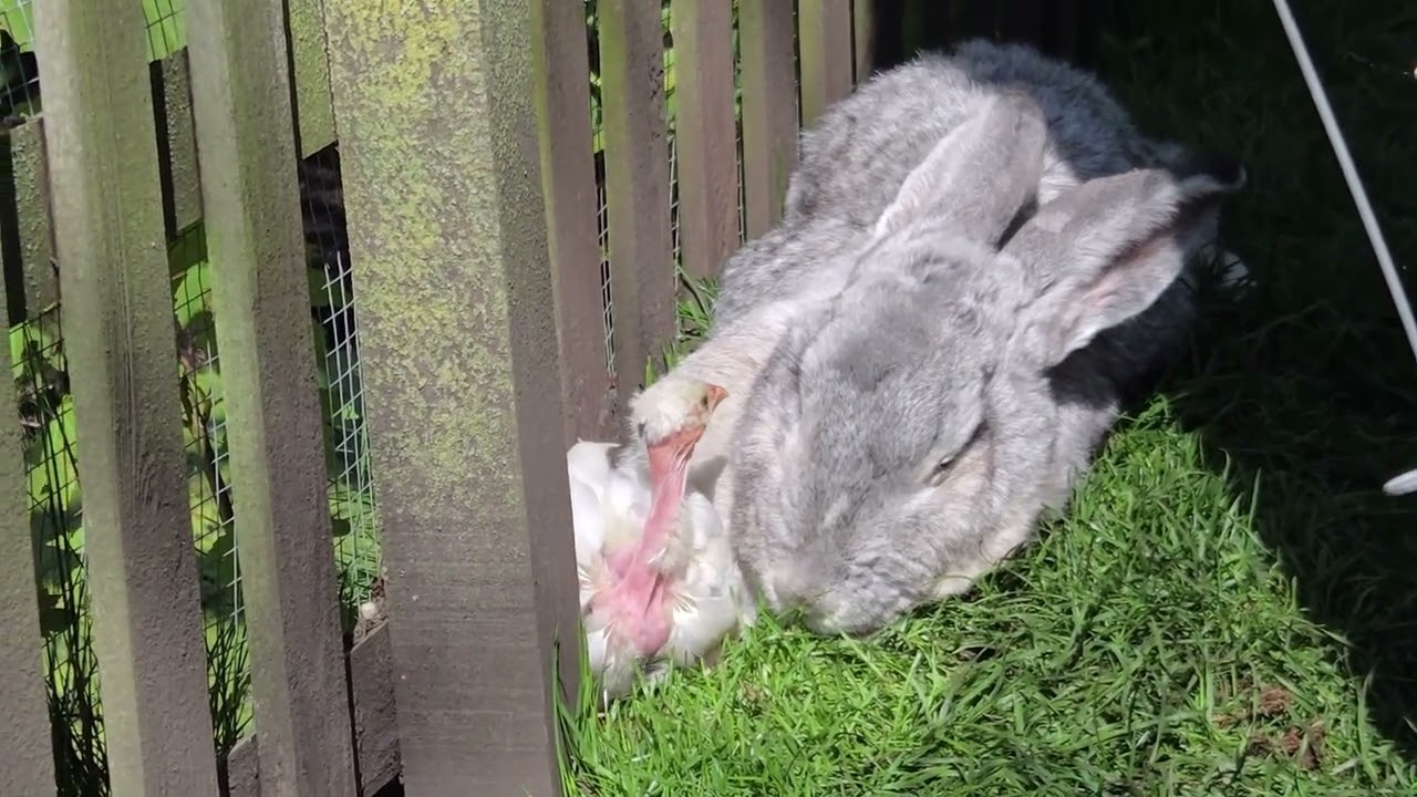 Kaalnek kuiken Punky heeft een adoptie moeder
