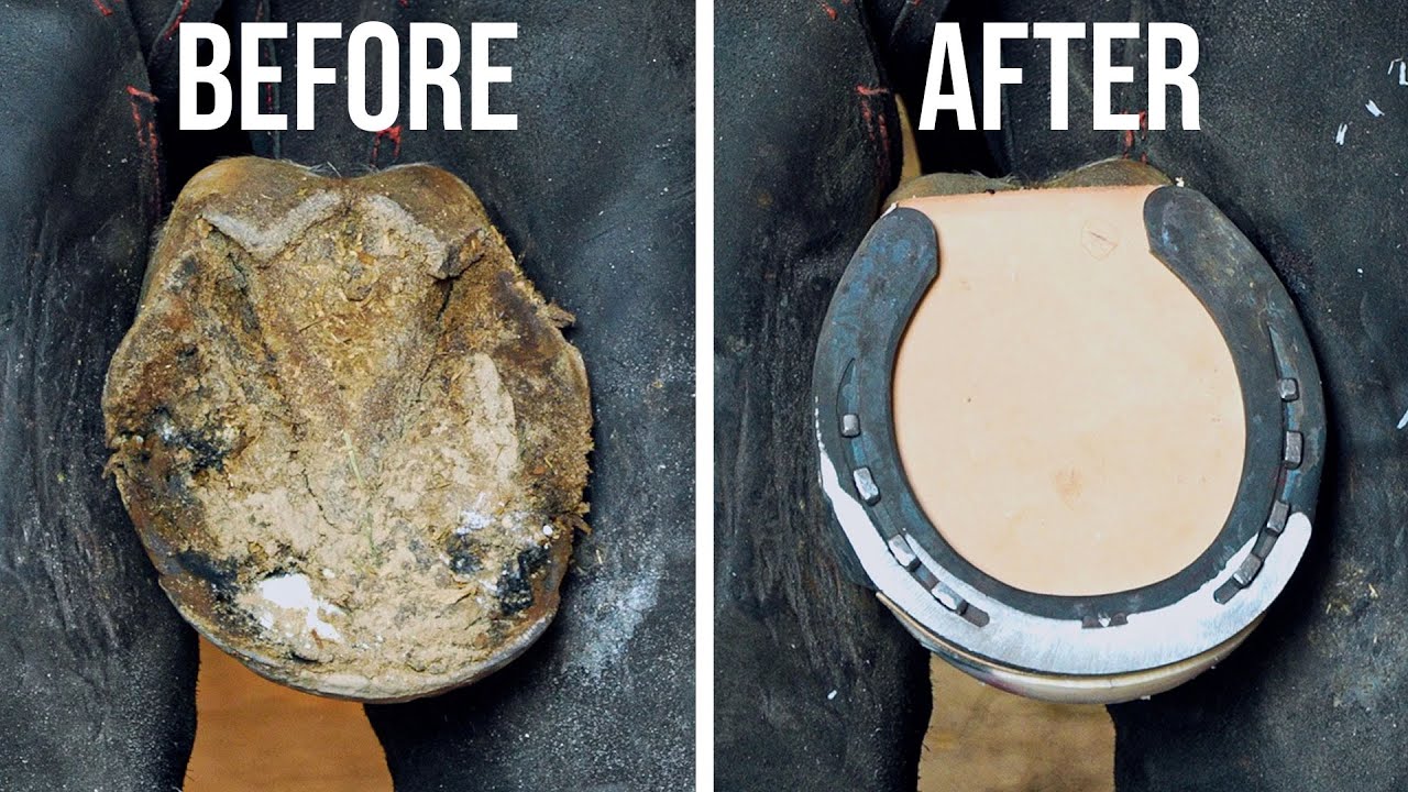 Satisfying Horse Hoof Cleaning and Restoration - Left Forefoot #1 | ASMR CRAFTSMEN
