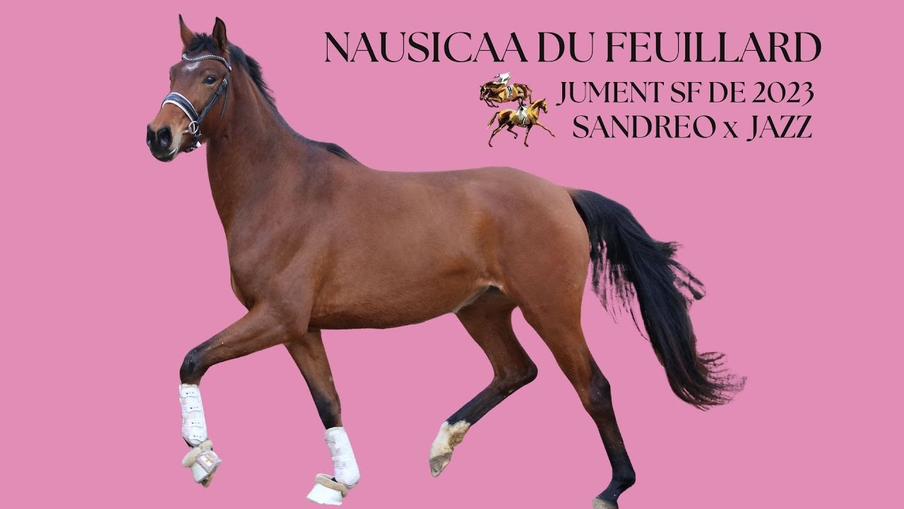 NAUSICAA DU FEUILLARD, Jument SF de 2023 par SANDREO x JAZZ
