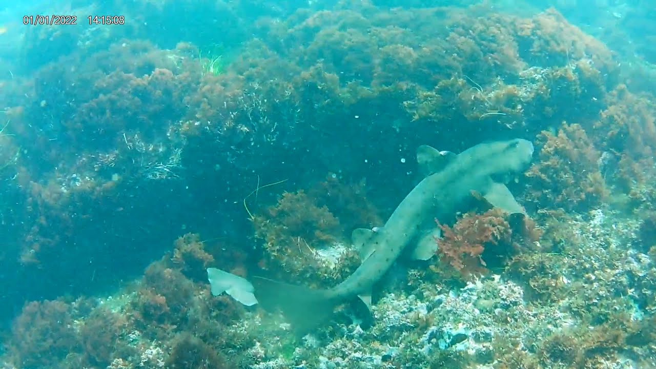 Snorkeling With Horn Sharks In La Jolla Cove, San Diego