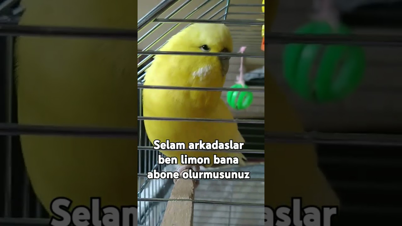#limonum
