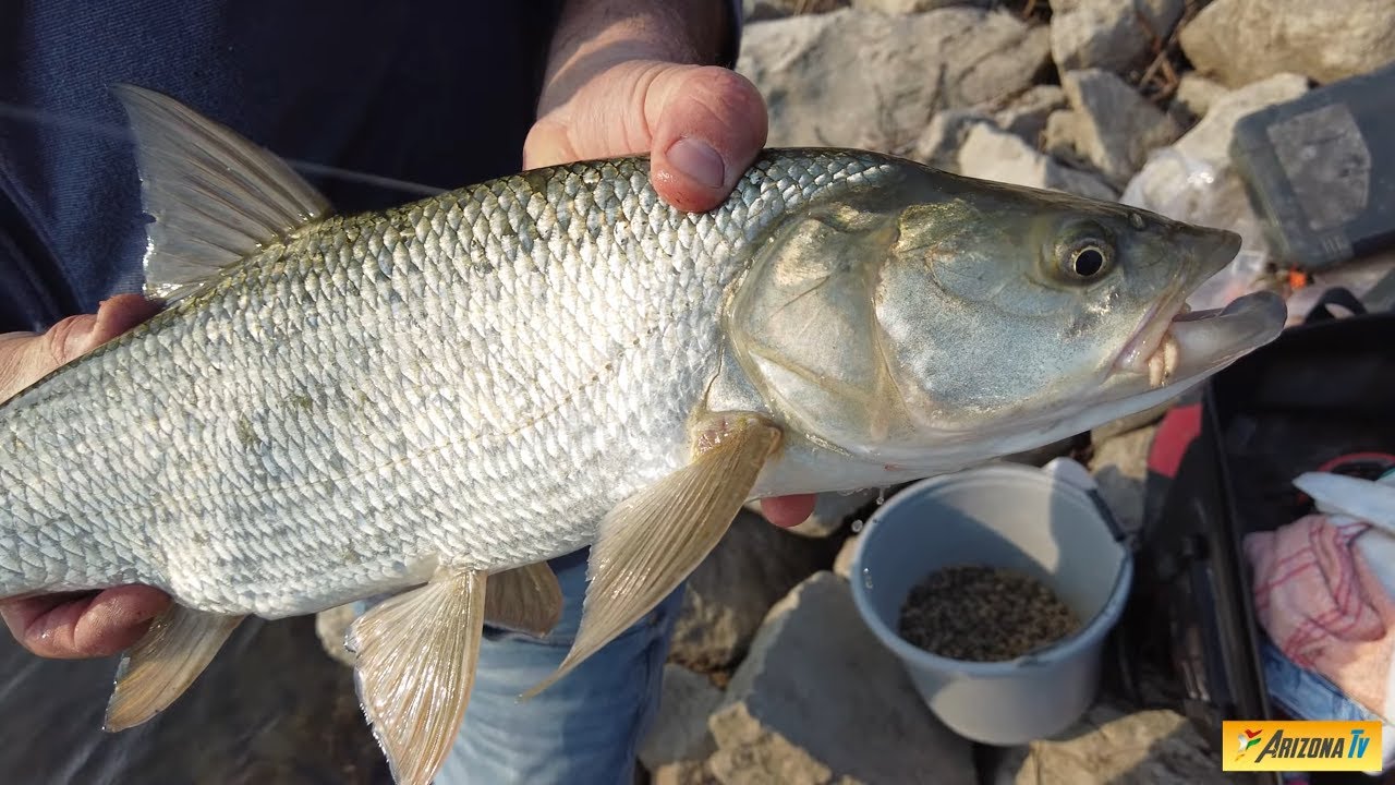 MONDO PESCA - ASSAGGIO DI PRIMAVERA - PARADISI LUNGO L'ADDA - BARBI BREME CEFALI ASPI E GATTONI