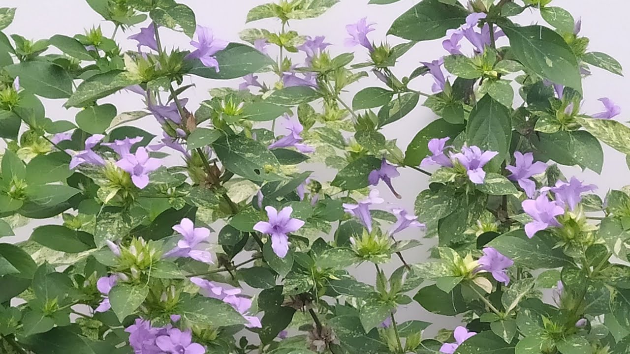 19 Flores Que Estão Floridas no Outono