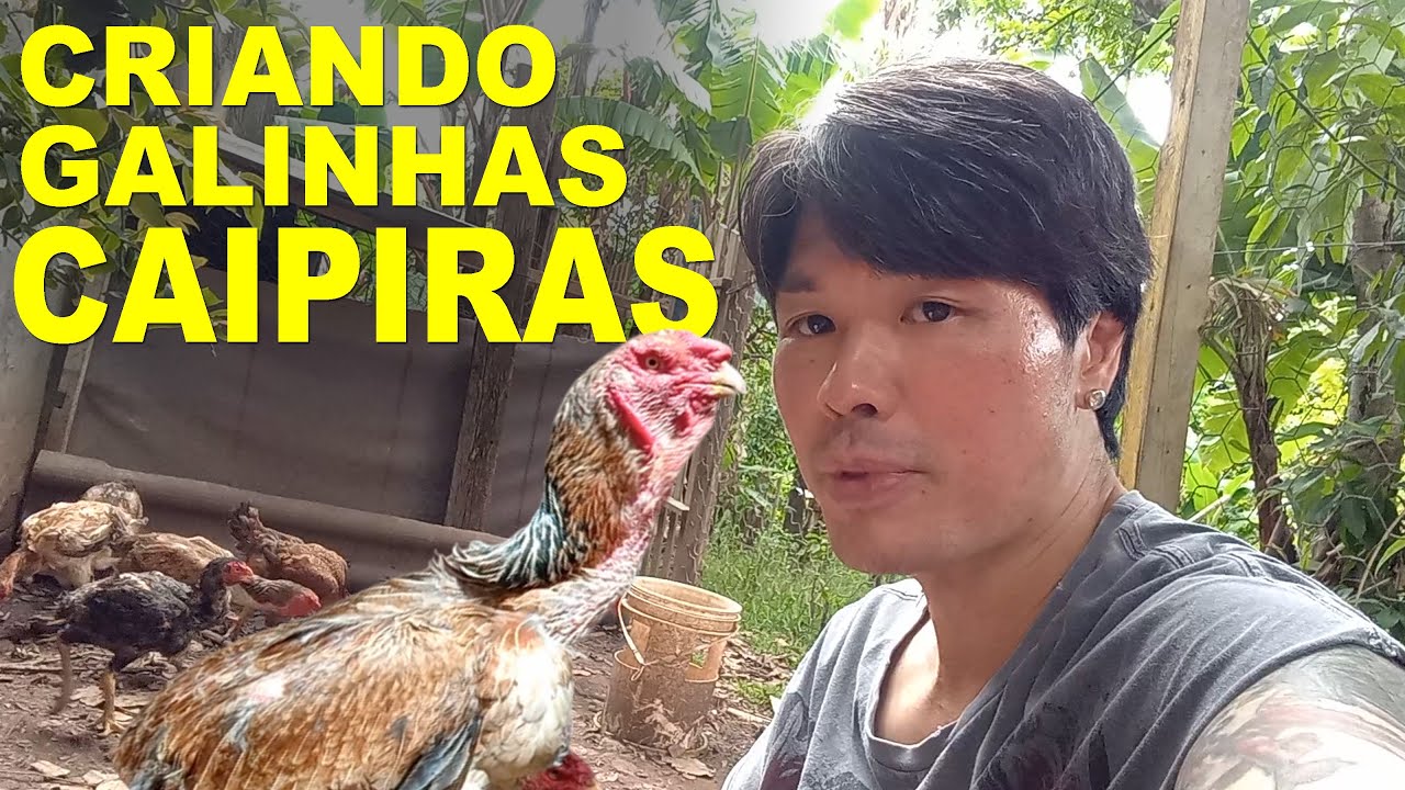 Criando Galinhas caipiras no Sítio Meliponário Bonifácio - Joseon