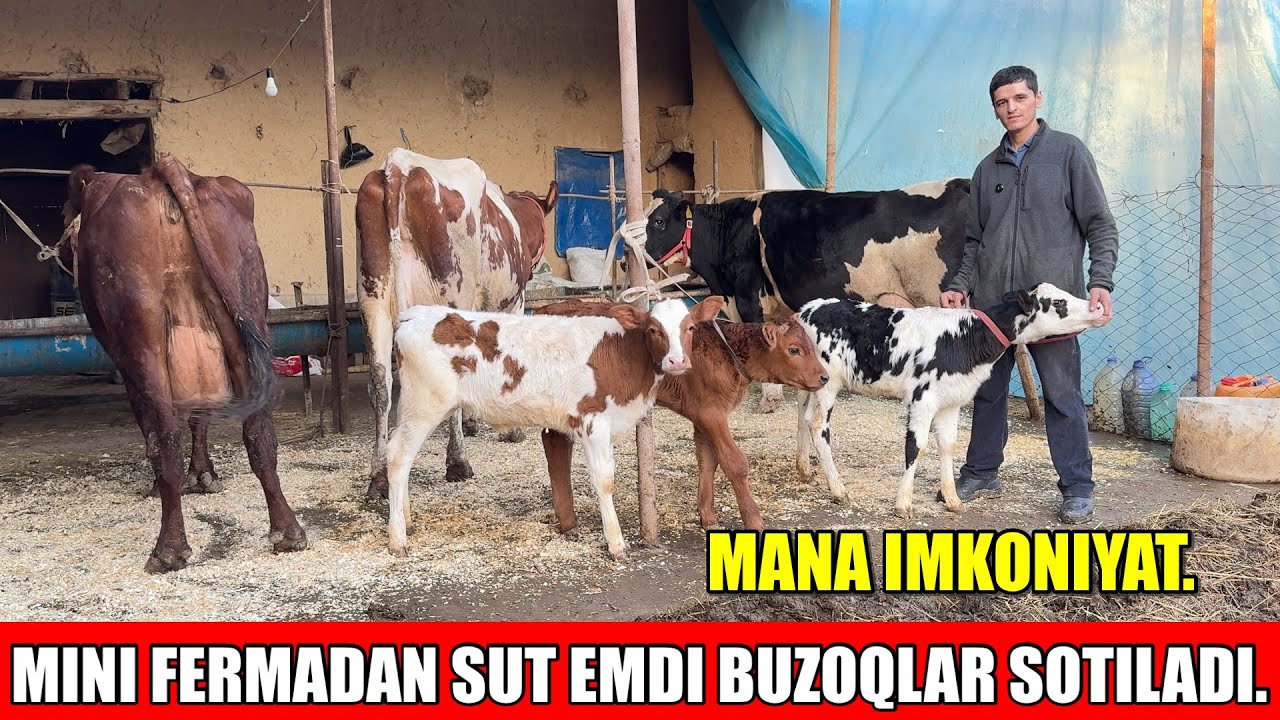 KOTTA SUTLI SIGIRLARNI BOLLARI SOTILADI,MINI FERMADAN.