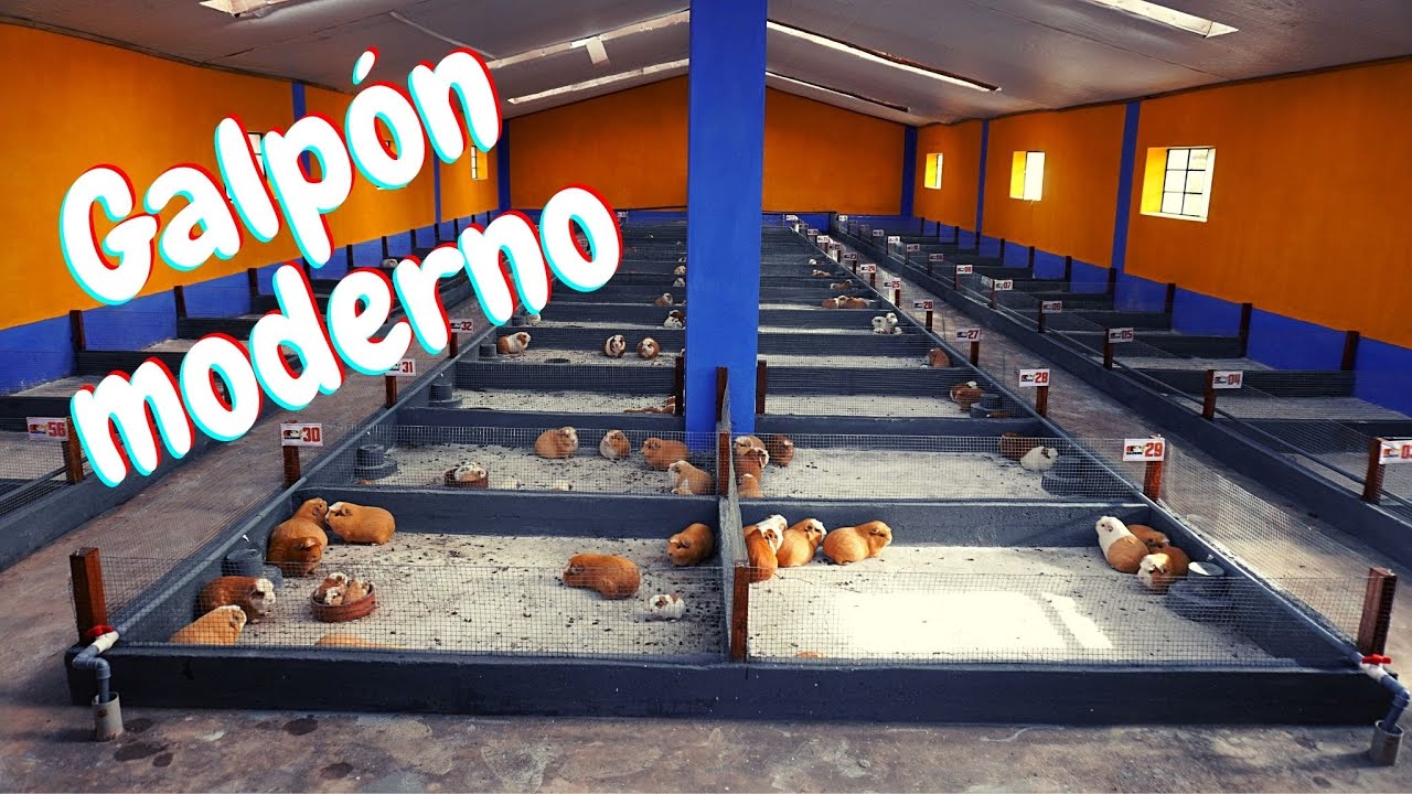 Galpón para criar cuyes