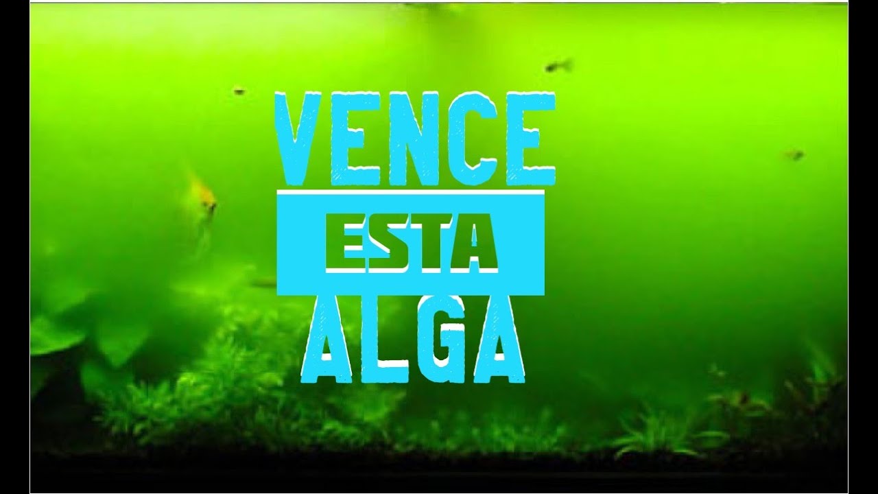 El alga que pone tu agua verde