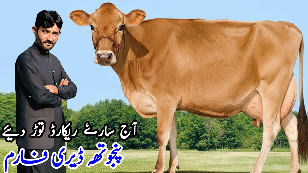 Punjotha Dairy farm | Jersey Cows for sale | Khangar Cows top Class Australian Cows