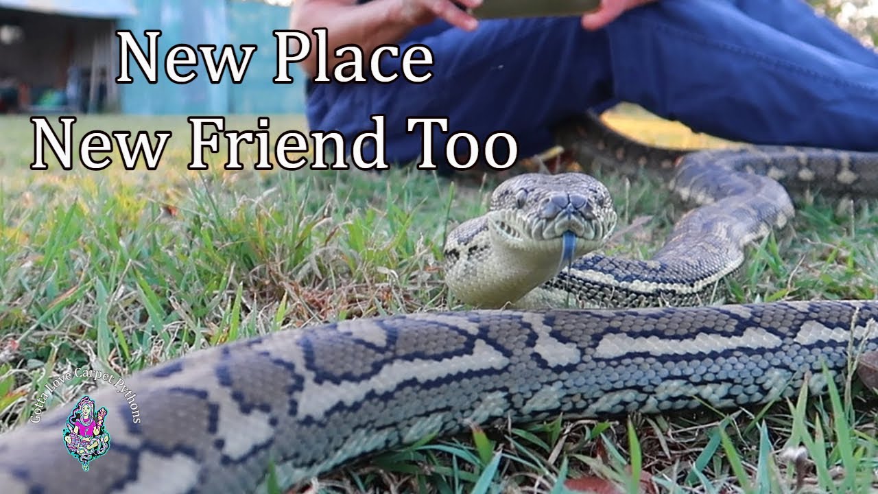Oscar! But Who Is This Snake?