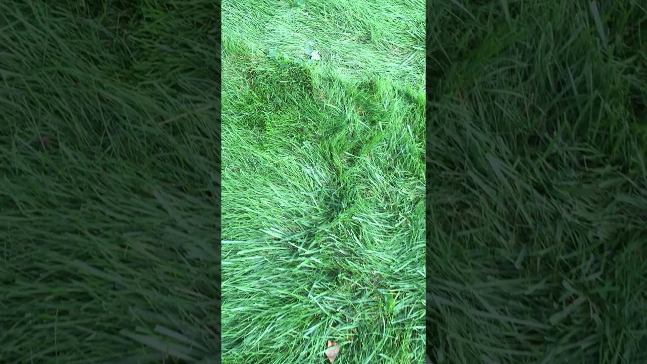 Lower Mowing Height for Winter | Lawn Mowing #shorts