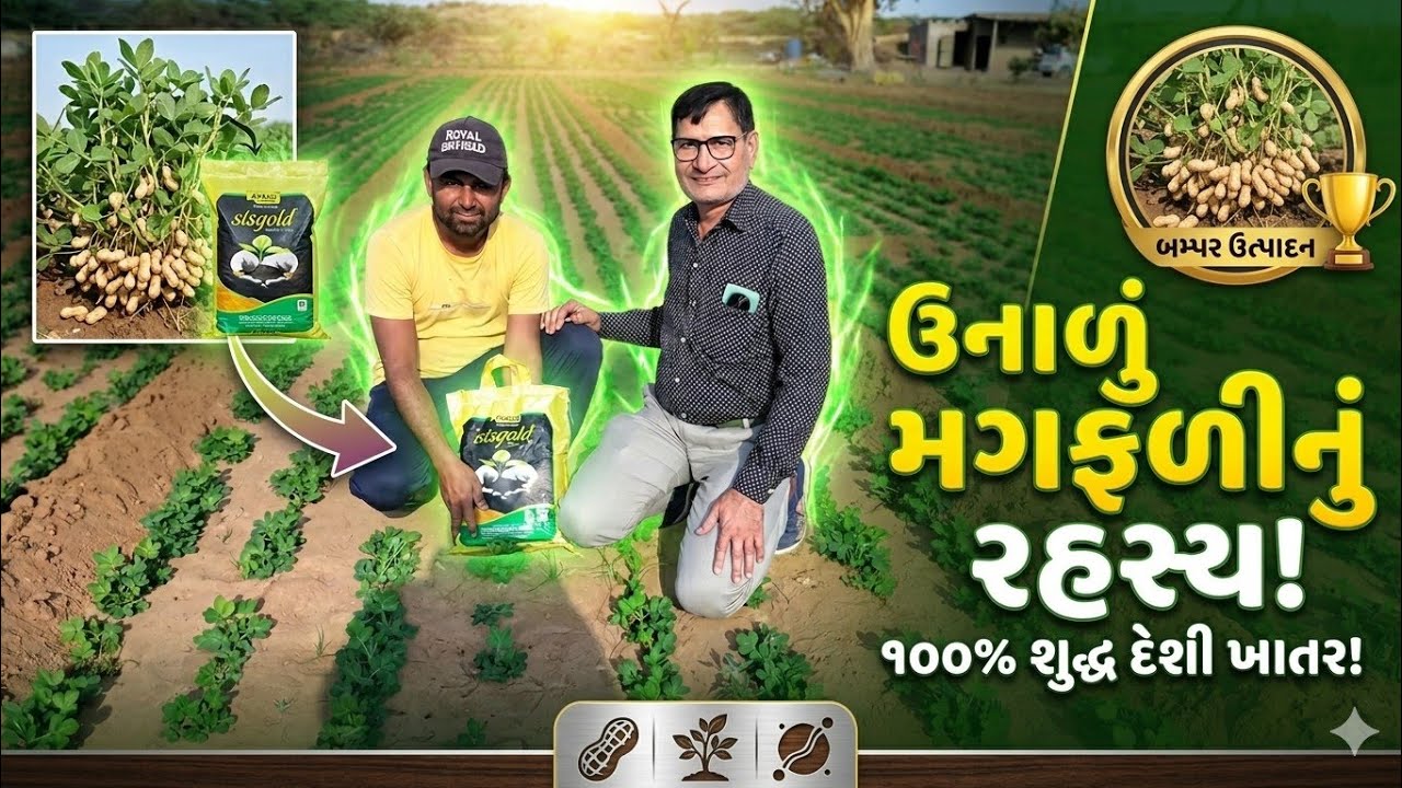 ઉનાળું મગફળીનું બમણું ઉત્પાદન માટે બેસ્ટ ખાતર | Fertilizer | Sisgold Extra #groundnut #farming  