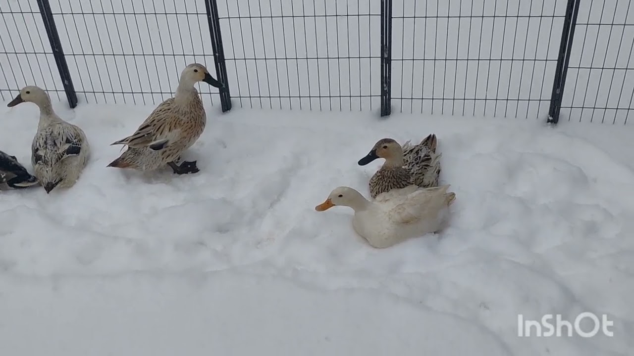 Silly ducks!
