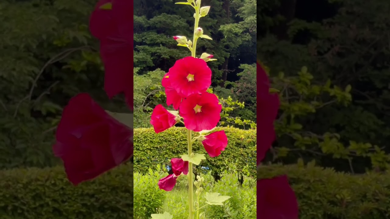Alcea rosea/Hollyhock #shorts #asmr #nature #park