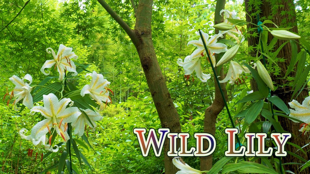 Blooming Wild Lily (Golden‐banded lily, Nikko-day lily) in Tokyo metropolitan area. #やまゆり #ニッコウキスゲ