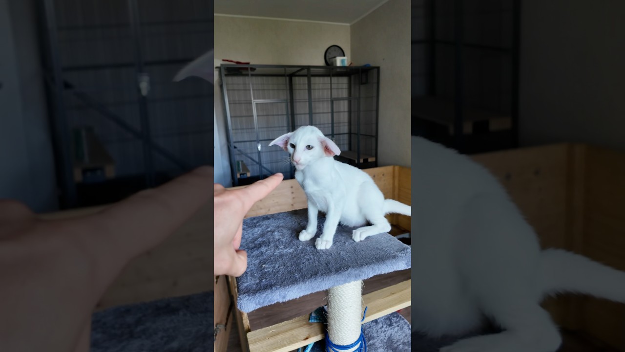 So haben sich meine Katzenbabys entwickelt #haustiere #tiere #katzen #katze #katzenbaby