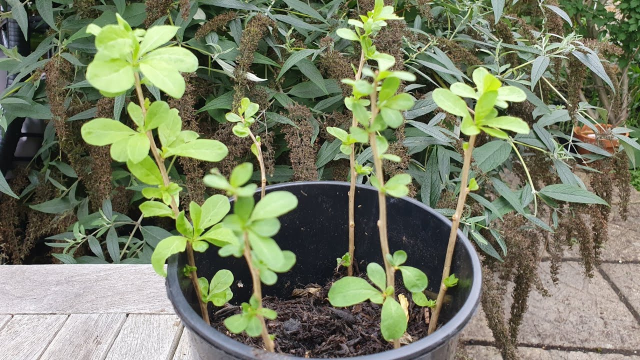 Propagating Goji Berry Plants - from cuttings to rooted plants.