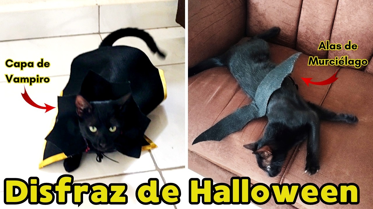Cómo hacer un DISFRAZ de CAPA DE VAMPIRO y ALAS DE MURCIÉLAGO para tu gato | SIN costura