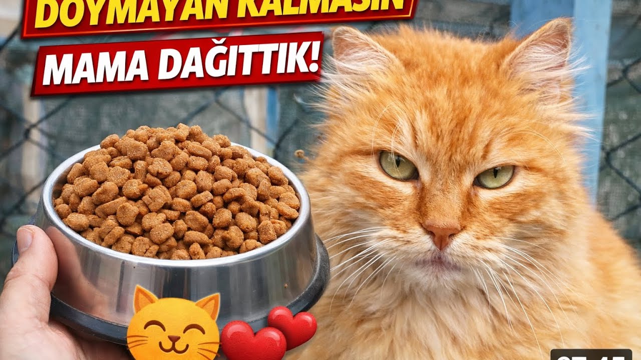 Doymayan Kalmasın (18) #kedi #kedivideoları #cat #catvideos 
