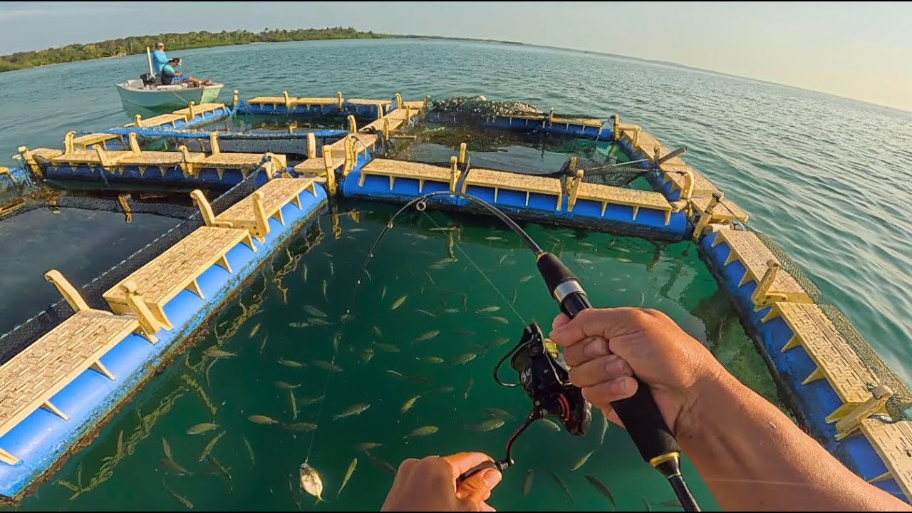 KERAMBA APUNG JADI SARANG IKAN ‼️ STRIKE BERTUBI -TUBI AUTO PANEN IKAN