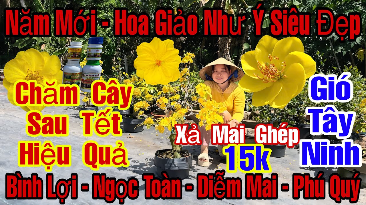 Mùng 4☎️0357410277☎️🌲Mai Vàng Giá Rẻ🌲Giảo Như Ý-Gió Tây Ninh-Diễm Mai-Phú Quý-Ngọc Toàn-Bình Lợi…🌲