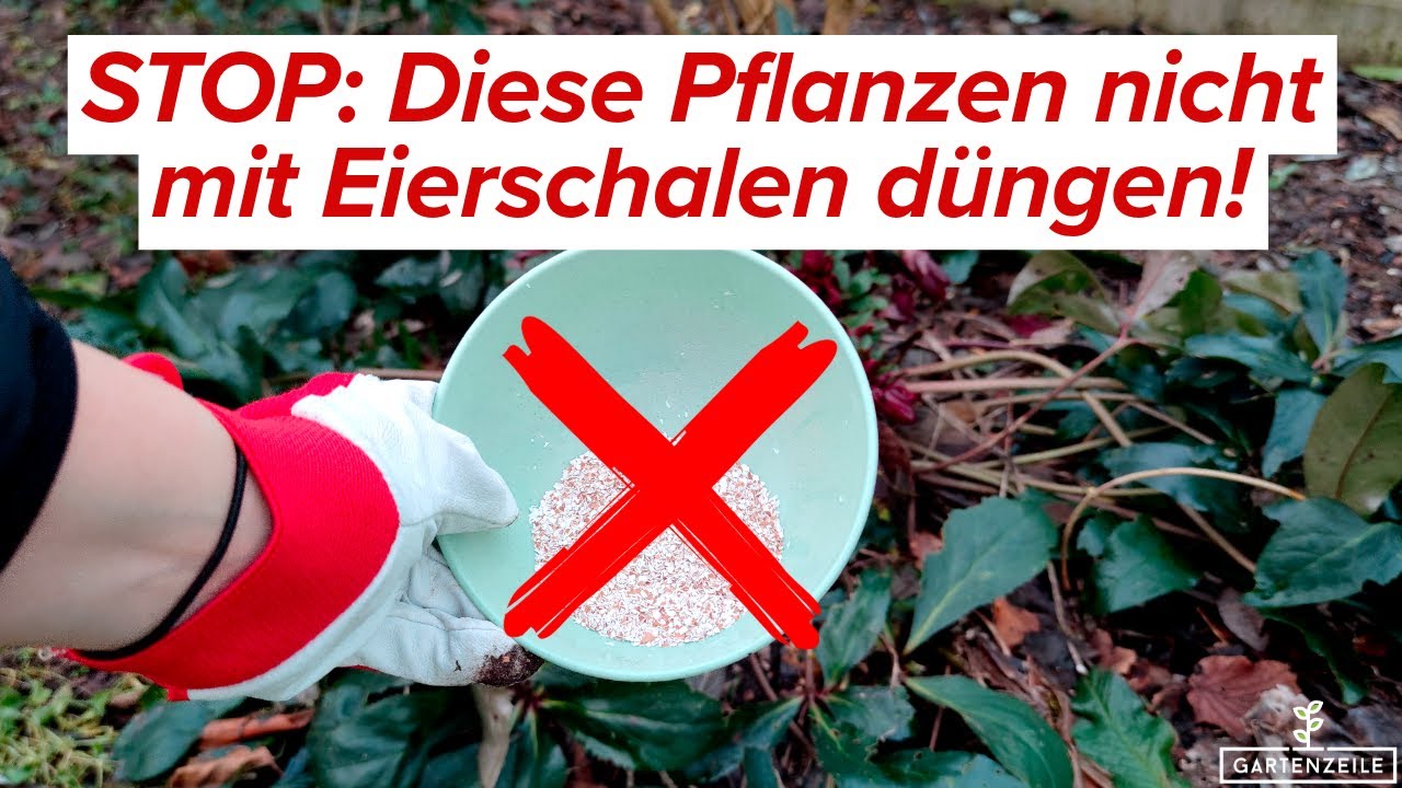 Achtung! Diese Pflanzen NICHT mit Eierschalen d&uuml;ngen!