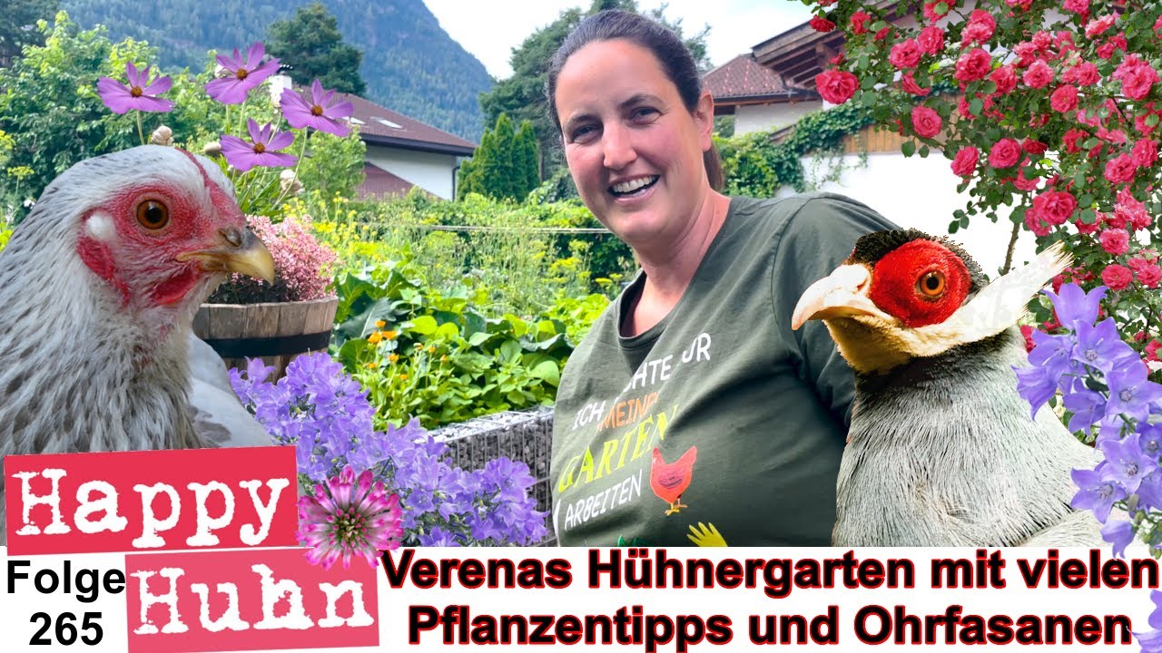 Von Ohrfasan bis Kräutergarten - Verenas schöner Hühnergarten aus meiner Perspektive HAPPY HUHN E264