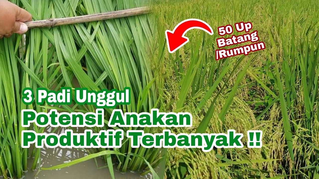 3 Padi Unggul dengan Potensi Anakan Terbanyak | Rekomendasi untuk MT 2024