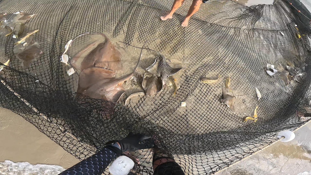 Arrasto de Praia em Bertioga com Arraias!