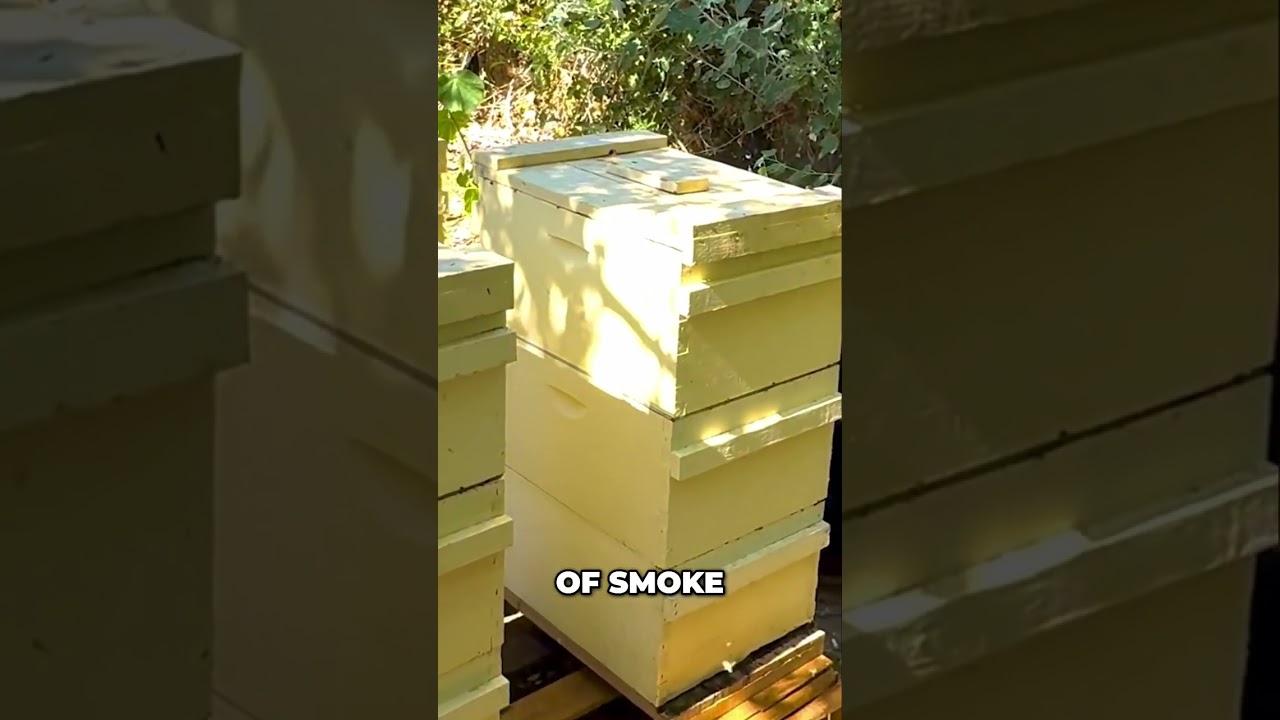 Save Your Bees! Essential Varroa Management Tips for Beekeepers #shorts