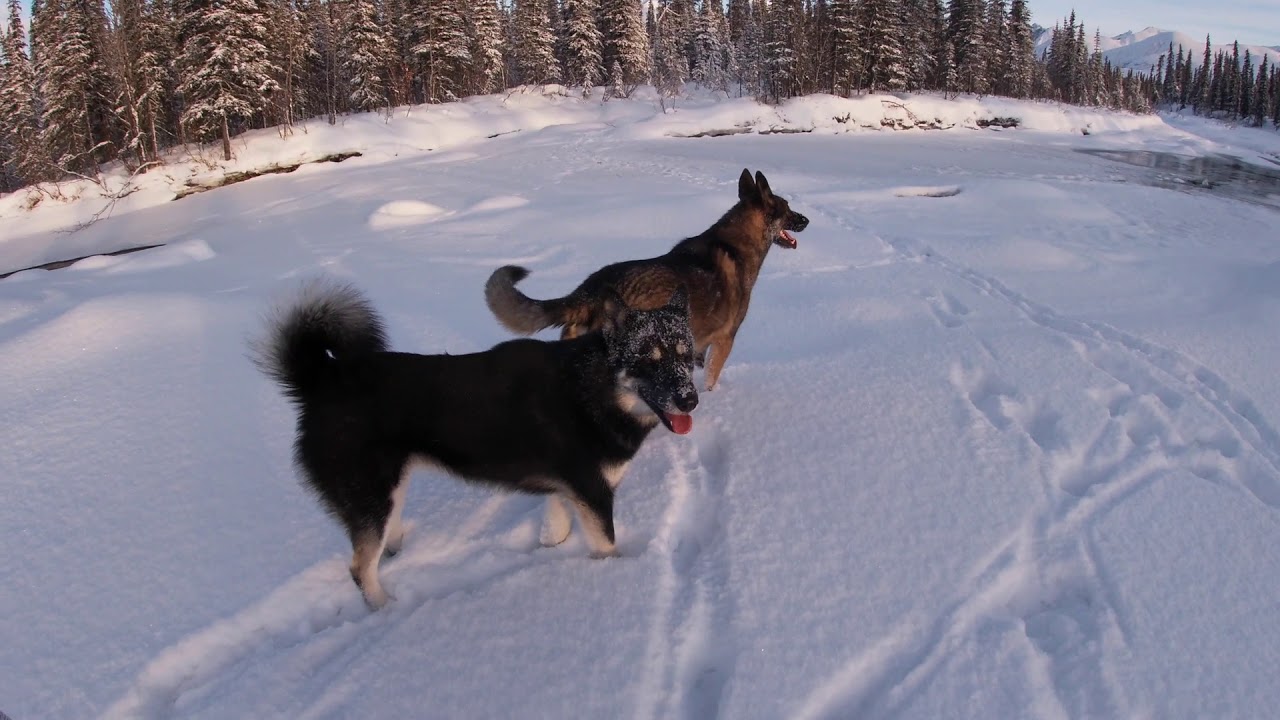 Thanksgiving Grouse Hunt,  Morgan's first attempt at making a video! joyful dogs and creek crossings