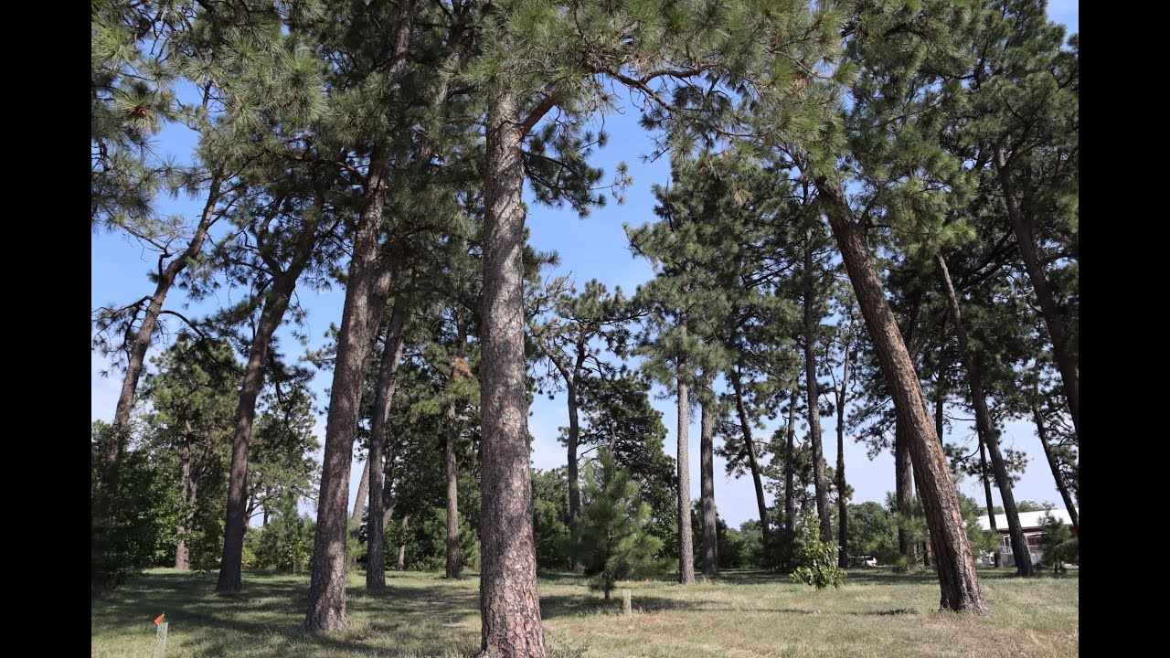 Ponderosa Pine