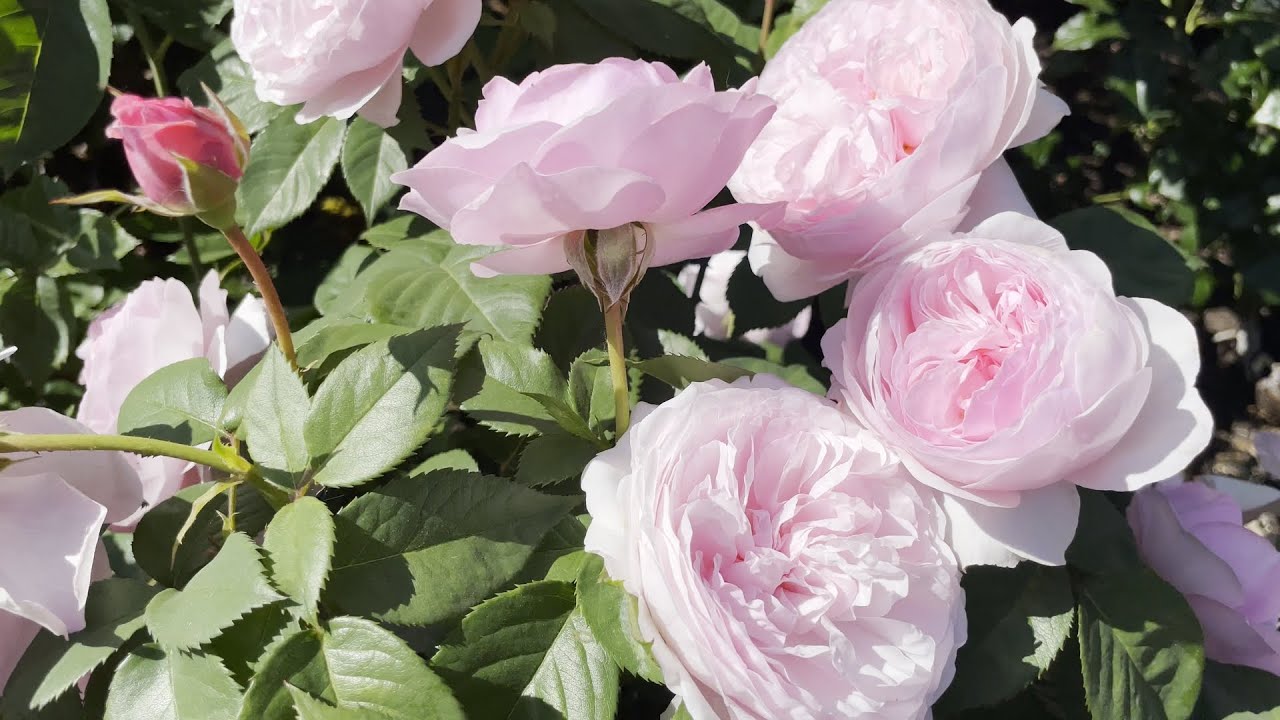 So Many Dreamy Roses! Portland International Rose Test Garden (David Austin, Kordes, Meilland)🌹💖