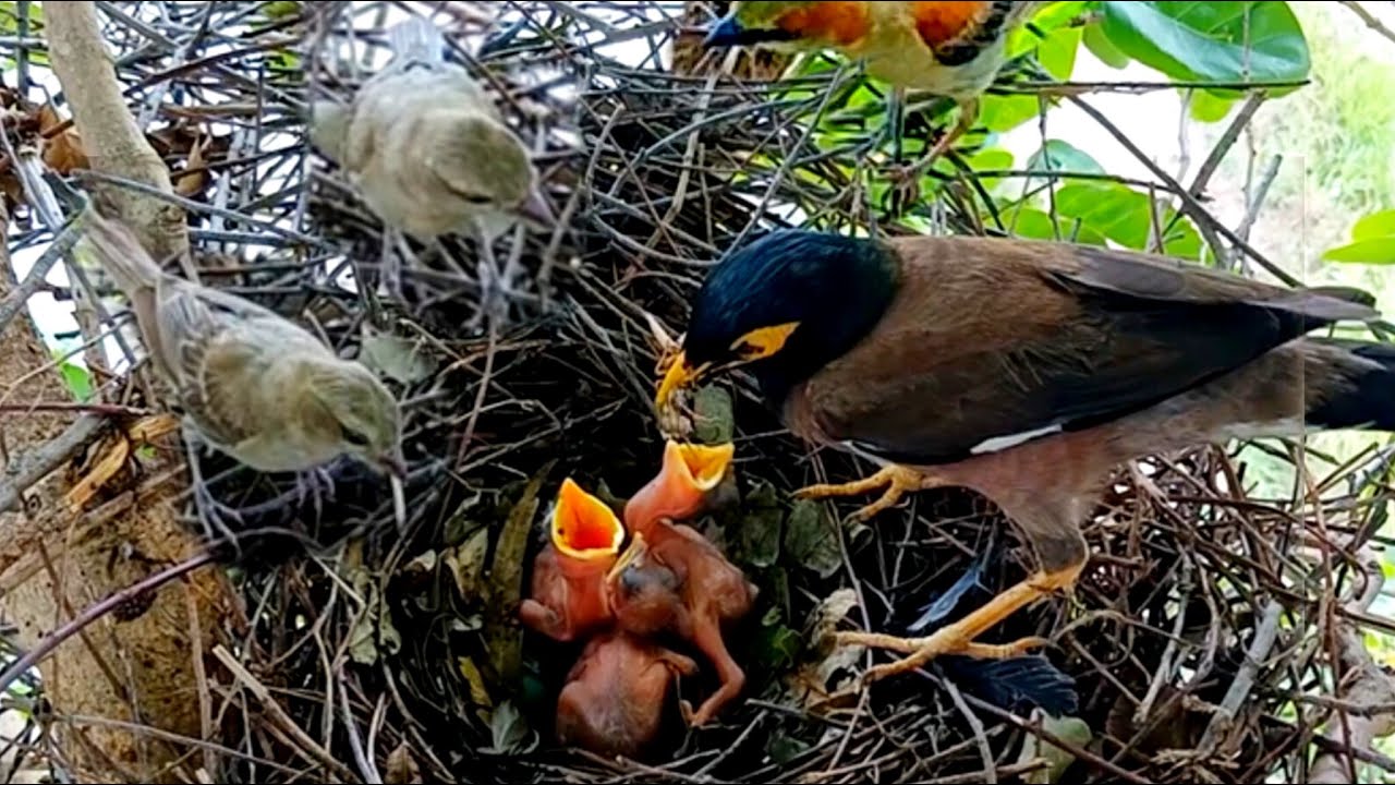 House-sparrow birds come together to attack baby Myna birds