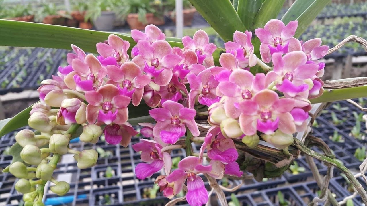 nghỉ bán thanh lý hết rẻ như cho 0374035768